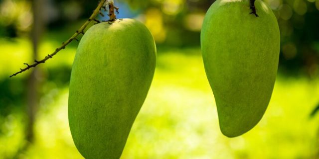 Mango a zdraví – je plné antioxidantů
